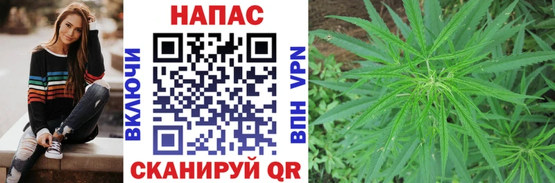 Конопля планчик  Светлоград 